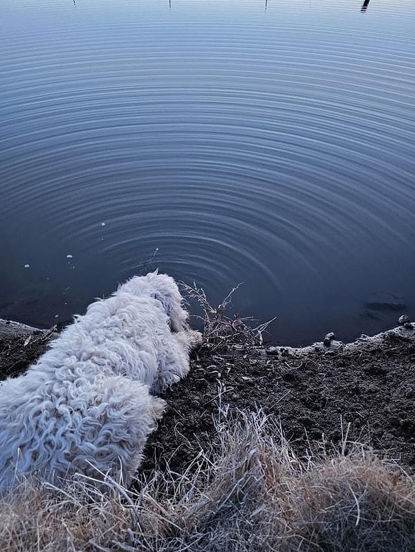 8. Köpeğin su içişi bile güzel bir manzara yaratabiliyor!