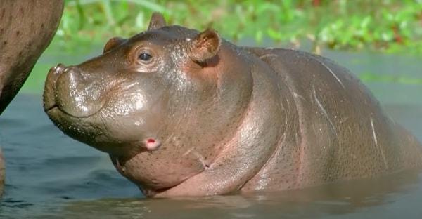 İnanılmaz uzun ve kilolu olabilen hipopotamlar hiç de göründüğü gibi değil ve şu ana kadar listelenen hayvanlar arasında en tehlikelileri onlar!