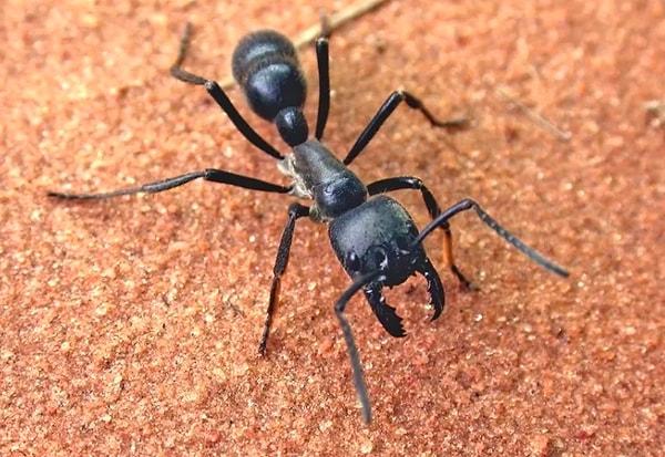 Dev karınca, var olduğu bilinen en büyük karınca türü.