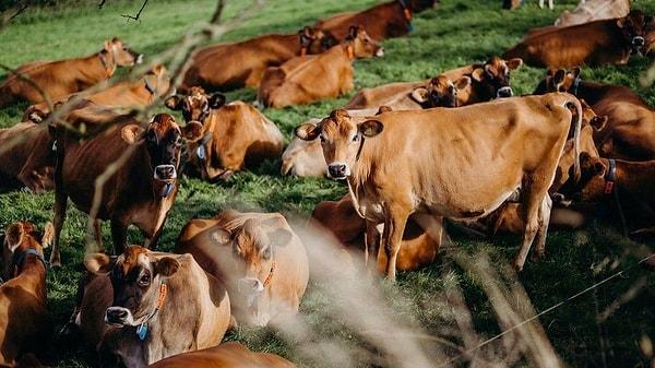 Uluslararası Hayvanları Koruma Örgütü (Oipa) ise laboratuvarda üretilen etin hayvan hücrelerinden gelmesine rağmen hayvan haklarına, çevresel sürdürülebilirliğe ve gıda güvenliğine zarar vermeyen "etik bir alternatif" olduğunu vurguladı.
