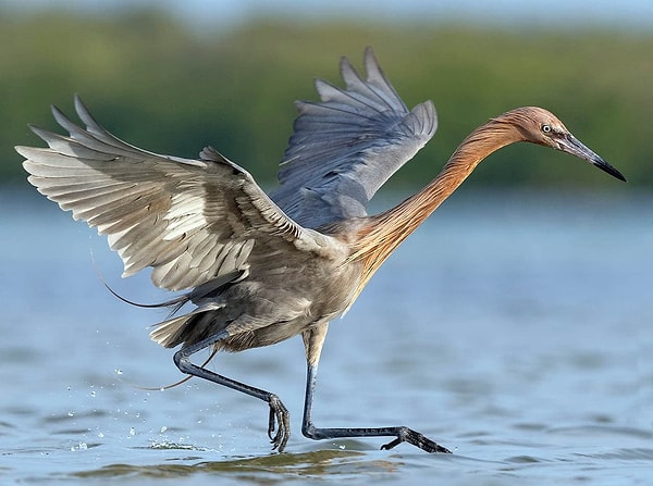 2. Плчему цапля клюет рыбу, не сходя с места?