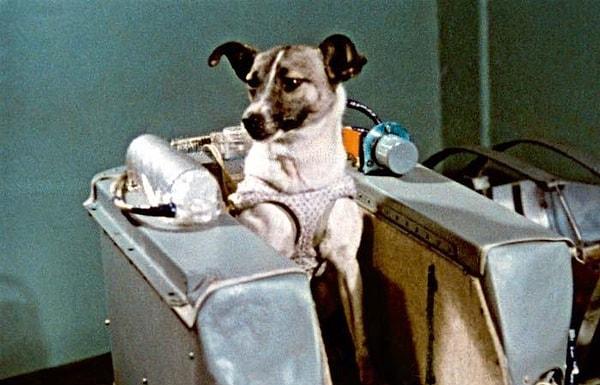 10. Yörüngeye gönderilen ilk köpek olan Rus kozmonot Laika, 3 Kasım 1957👇