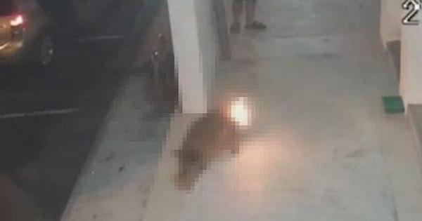 Malezya'da yaşanan olayda ismi açıklanmayan 19 yaşındaki bir erkeğin sokak köpeğine yaptığı eziyet anbean güvenlik kamerasına yansıdı.