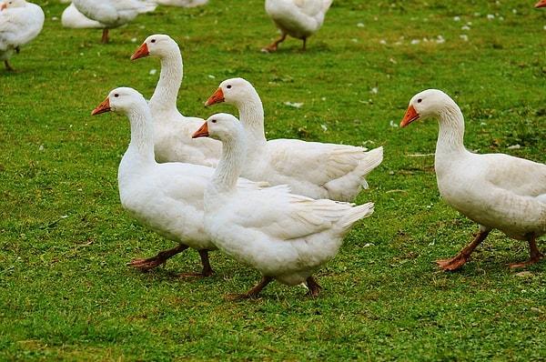 13. Kazlar insanların evcilleştirdiği ilk kuş türü! 7 bin yıl öncesinden kalıntılar bulunmuşken tavukların sadece 5 bin yıldır evcil olduğu biliniyor.