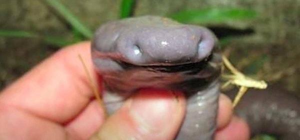 15. Derisiyle nefes alabilen akciğersiz 'penis yılanları' 81 cm’e kadar büyüyebiliyor ve 5-10 yıl kadar yaşıyor.
