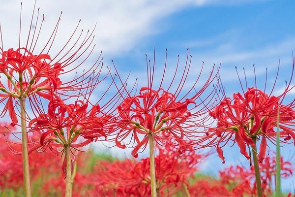Bir batıl inanca göre ise Higanbana çiçeği ölümü simgelediği için kimseye hediye edilmemelidir. Bu inanç doğrultusunda hiçbir çiçek buketinde Higanbana bulunmaz.