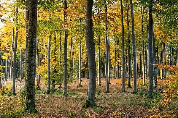 Iğneada Longoz Forests National Park-Kırklareli