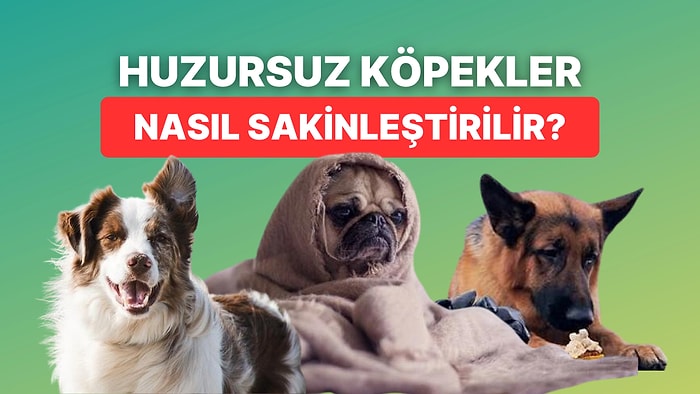 Huzursuz ve Kaygılı Köpekleri Sakinleştirmek İçin Kullanabileceğiniz En Etkili Yöntemler