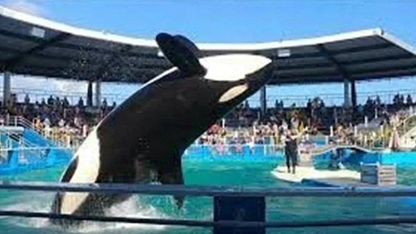 Toki ve Tokitae adlarıyla da bilinen Lolita’nın, esaret altındaki yaşlı katil balinalardan biri olduğu ve uzun yıllar su tankında yaşadığı için doğal ortamına dönmesinin zaman alacağı belirtildi.