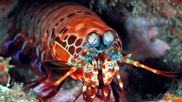 8. Mantis karidesi kurşun hızında yumruk atabilir ve gizli renkleri görebilir.