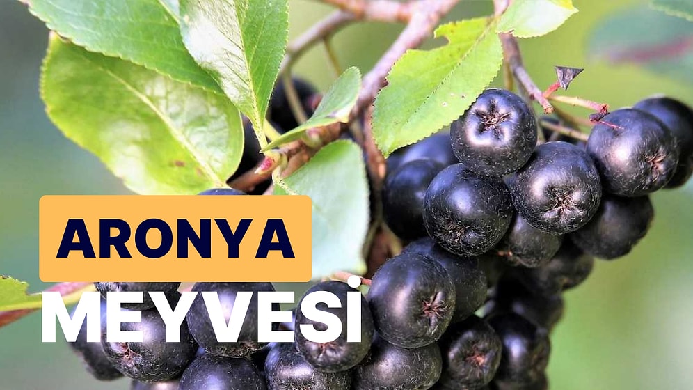 Aronya Meyvesi: Keskin Tadı ile Bilinen Aronya Meyvesinin Besin Değerleri ve 5 Faydası