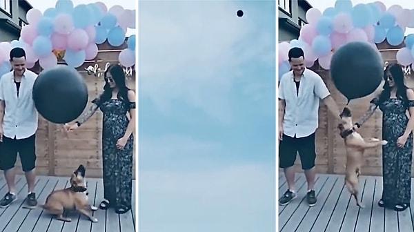 Bir cinsiyet öğrenme partisinde, anne ve baba adayının elinde tuttuğu balonla oynamak isteyen köpek cinsiyet öğrenilmeden partinin bitmesine sebep oldu.