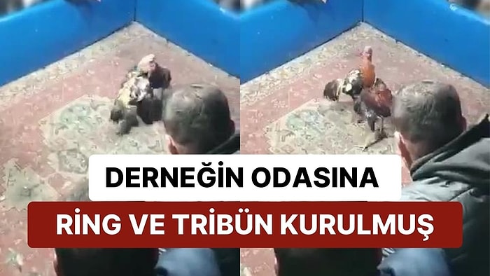 Hayvanları Koruma Derneğinde Horoz Dövüştürdüler