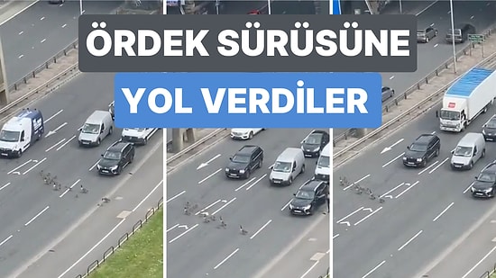 Bir Otoyolda Karşıdan Karşıya Geçen Ördek Sürüsü İçin Tüm Araçlar Durdu