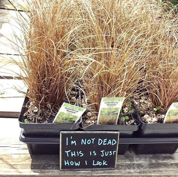 Bir bitkinin yaşlılıktan ölüp ölmediğini nasıl bilebilirim?
