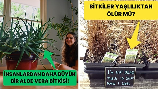 Bitkiler Yaşlılıktan Ölür mü? Bitkinizin Yaşlandığını Nasıl Anlarsınız?