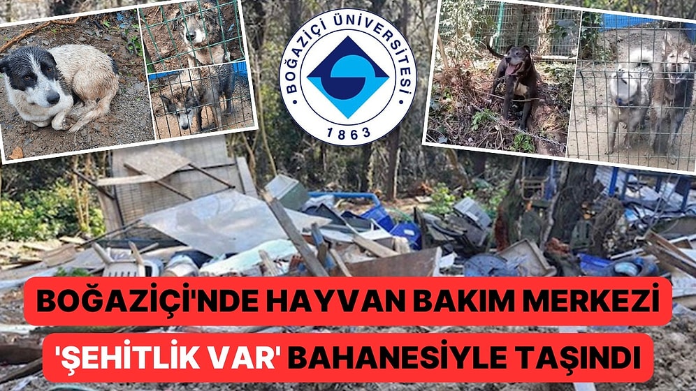 Boğaziçi'nde Hedef Şimdi de Hayvanlar