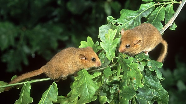 13. Этот грызун любит впадать в спячку. Как он называется?