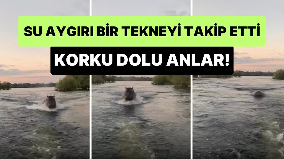 Su Altında Nefeslerini 5 Dakika Tutabilen Su Aygırının Bir Tekneyi Takip Ettiği Korku Dolu Anlar
