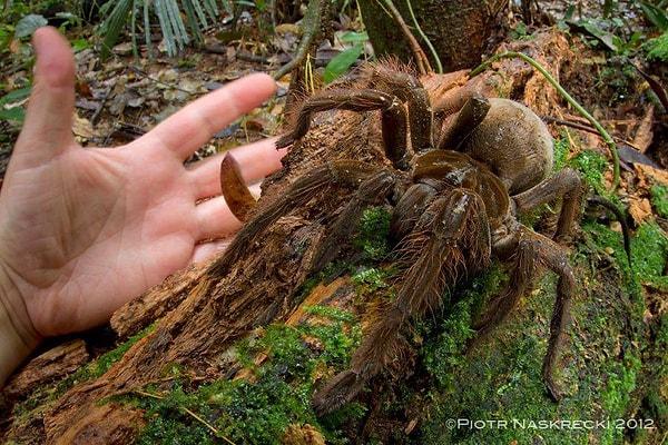 14. Kütle ve uzunluk bakımından dünyanın en büyük örümcek türü: Goliath Birdeater (Kuş Yiyen Goliath) ile tanışın.