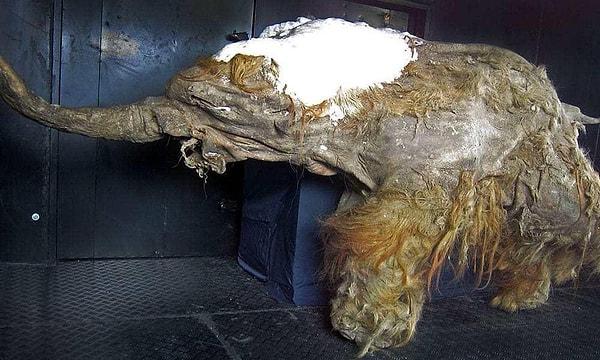 4 bin yaşındaki eDNA'nın yaşayan bir mamutun dışkısı mıydı yoksa çoktan ölmüş bir cesedin yavaş yavaş çürümesinden mi geldi sorusunun cevabını bulmanın imkansız olduğunu söylüyorlar.