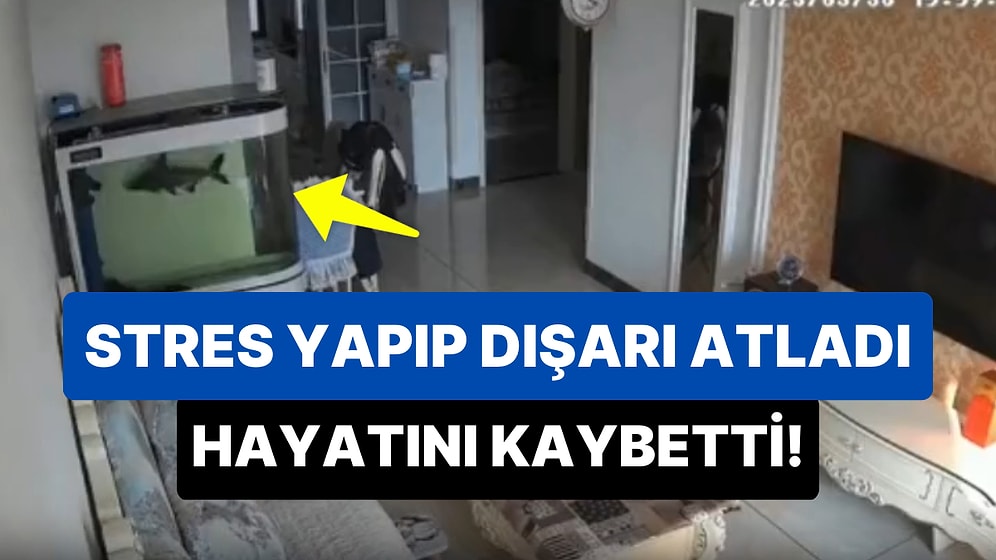 Boyutuna Göre Küçük Olan Akvaryumda Stres Yapıp Dışarıya Atlayan Balığın Hayatını Kaybettiği Üzücü Anlar