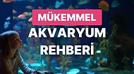 Akvaryum Hobisiyle Uğraşmak İsteyen Herkesin Bilmesi Gereken Her Şey