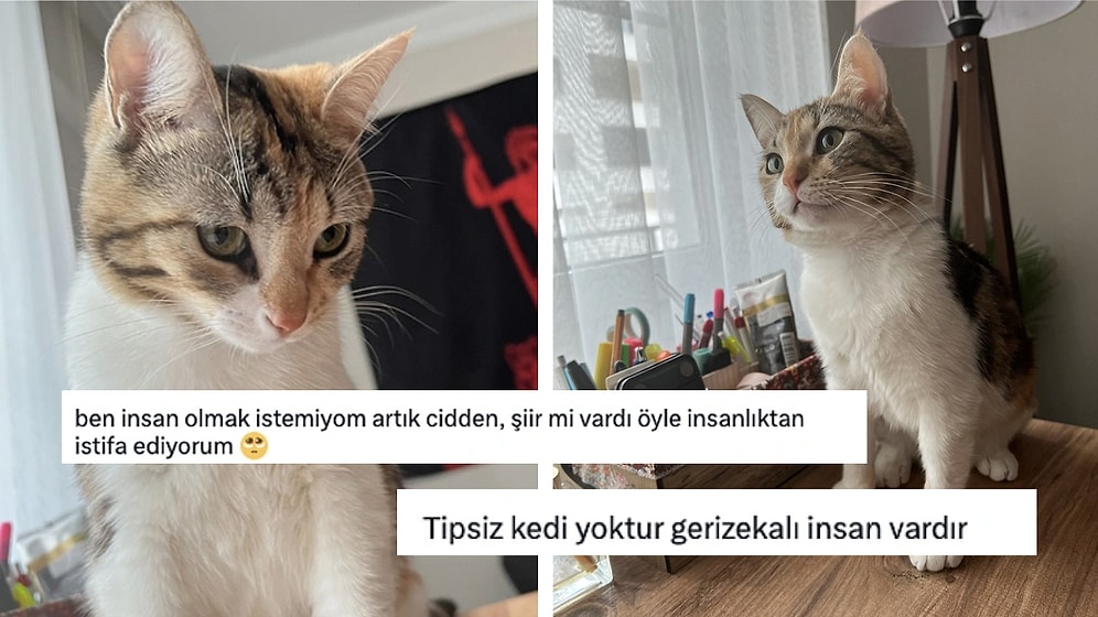 Çirkin Olduğu için Sahiplenildiği Yuvadan Geri Gönderilen Dünyalar Tatlısı Kedi "Mıncır" İçinizi Parçalayacak