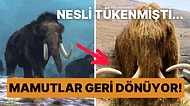 Geri Dönecekler! Mamut Dışkısının Bulunması Neslinin Tükenmesi Hakkında Bildiklerimizi Değiştirdi
