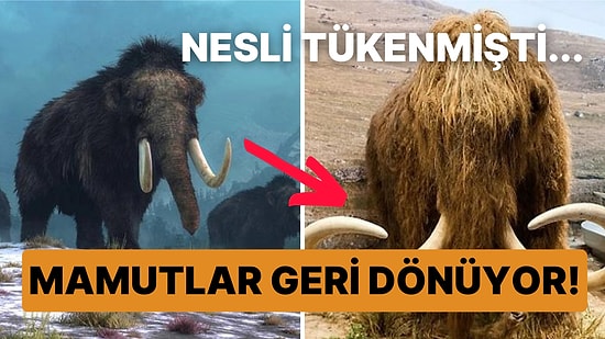 Geri Dönecekler! Mamut Dışkısının Bulunması Neslinin Tükenmesi Hakkında Bildiklerimizi Değiştirdi