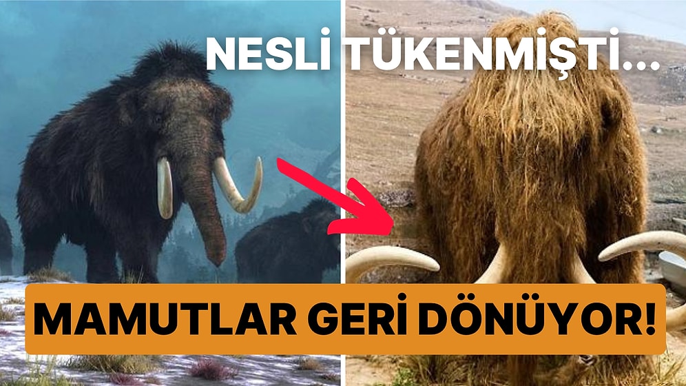 Geri Dönecekler! Mamut Dışkısının Bulunması Neslinin Tükenmesi Hakkında Bildiklerimizi Değiştirdi