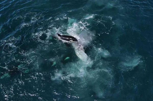 Kaliforniya açıklarında meydana gelen olayda orkalar, balinaları canlı canlı yemeye çalıştı.