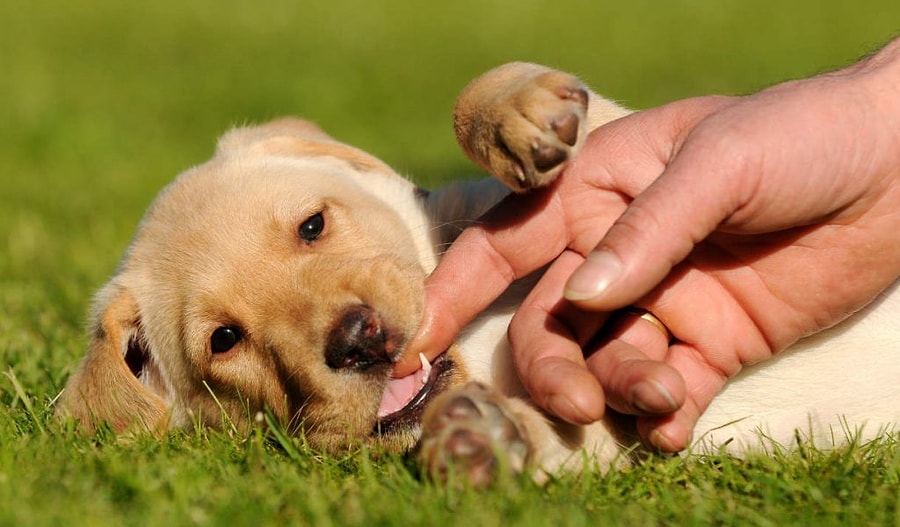 Rüyada Köpek Isırması İnsanlara Çok Çabuk mu Güveniyorsunuz?