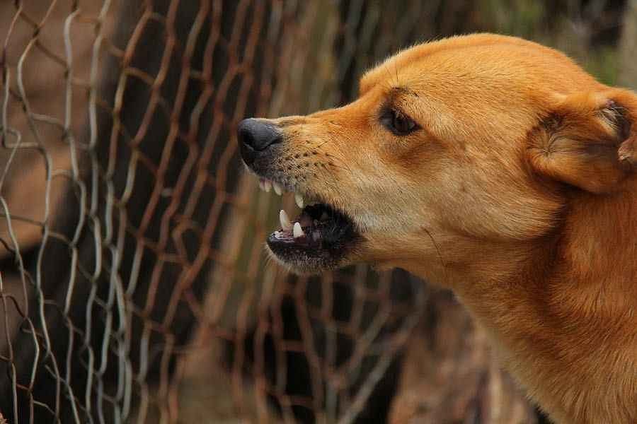 Rüyada Köpek Isırması: İnsanlara Çok Çabuk mu Güveniyorsunuz?