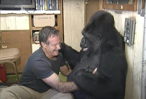 2. Robin Williams ve goril arkadaşı Koko birbirlerini gıdıklayarak oynarken...