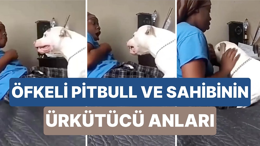 Saldırmak Üzere Olan Pitbull Cinsi Köpeğini Korku İçinde Sakinleştiren Kadın