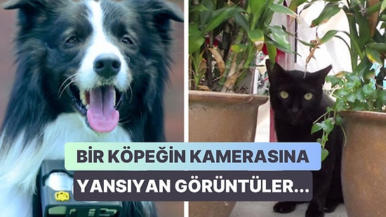 Kalp Atışlarına Göre Fotoğraf Çeken Bir Fotoğraf Makinesi Sayesinde Birbirinden Güzel Fotoğraflar Çeken Köpek