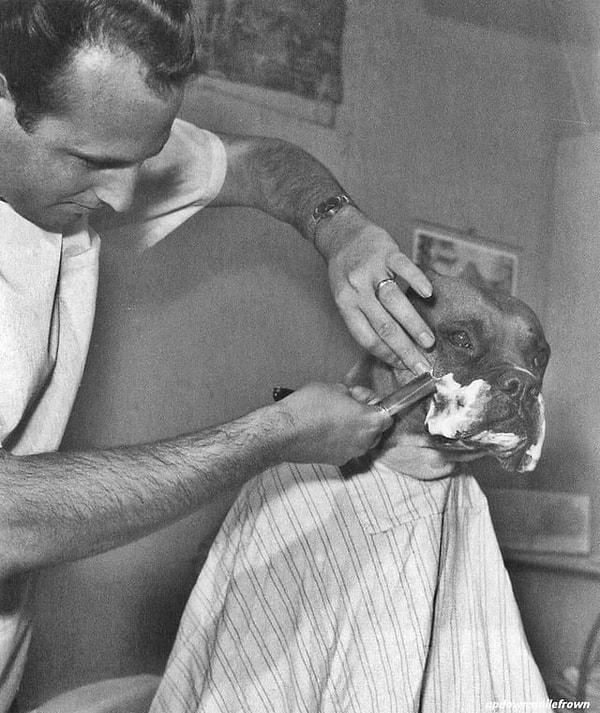 10. Amerika televizyonlarında ünlü olan bulldog Fritz, Kaliforniyalı bir berber tarafından tıraş ediliyor. (1961)