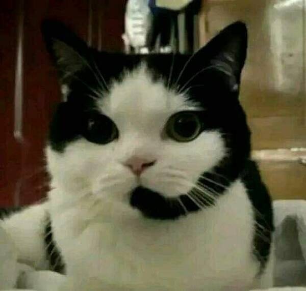 17. «Служба поддержки слушает вас, говорите»