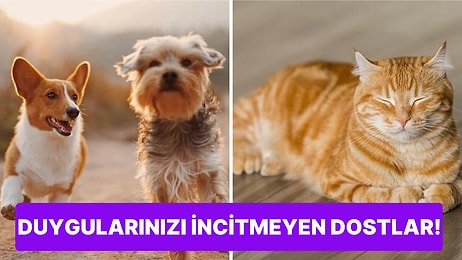 Ailemizin Sevilen Üyesi Kedi ve Köpeklerin Sahiplerine Sağladığı Faydaları Açıklıyoruz