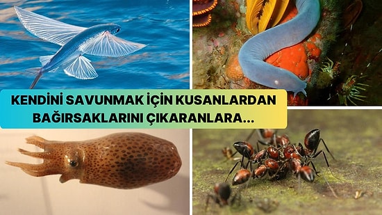 Öğrenince Çok Şaşıracağınız Hayvanların 10 İlginç Savunma Mekanizması