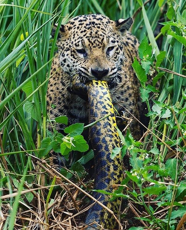 1. Anakonda yiyen ürkütücü bir jaguarla başlayalım.