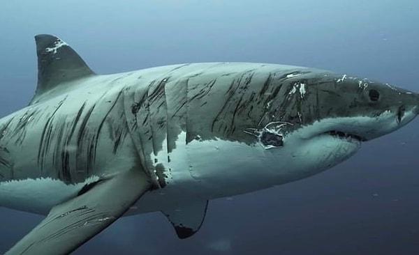 3. Büyük beyaz bir köpekbalığının üzerindeki akılalmaz avlanma izleri: