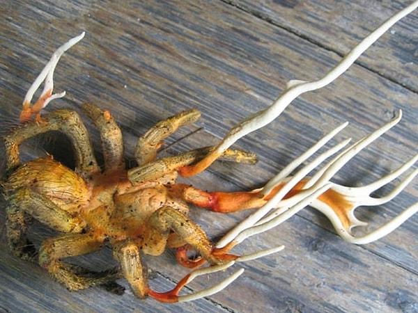 4. Cordyceps ile enfekte olmuş zavallı bir tarantula: