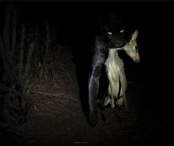 7. Evine avını götüren ürkütücü bir leopar türü: