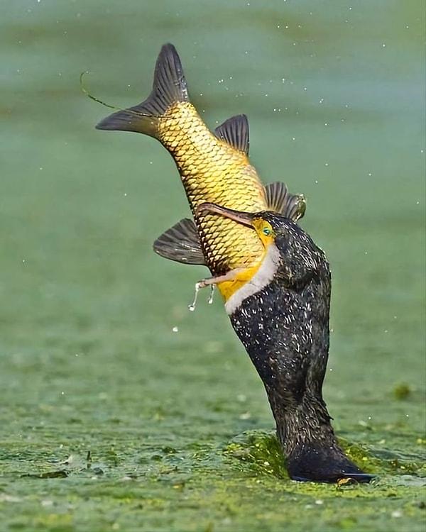 8. Tanzanya, Manyara Gölü'nde balık tutan bir karabatak: