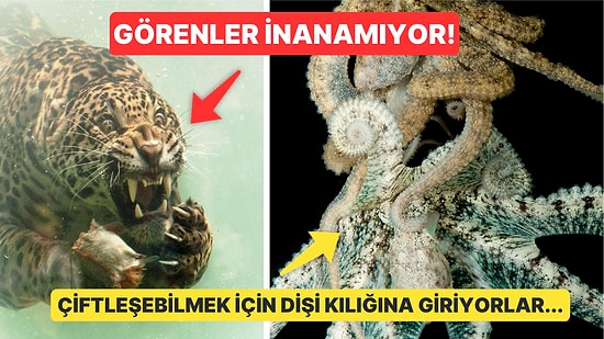 Doğanın Korkutucu Yüzünü İliklerinize Kadar Hissetmenize Sebep Olacak Birbirinden Ürkütücü 15 Yeni Fotoğraf