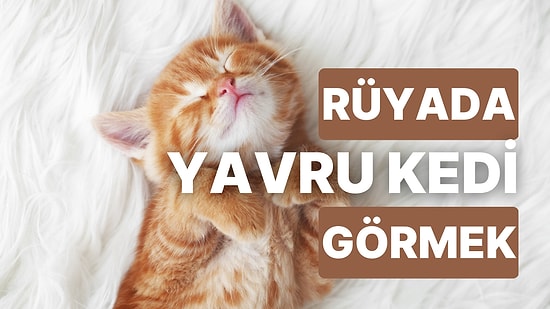 Rüyada Yavru Kedi Görmek: İçinizi Isıtacak Haberlere Sevgi Dolu Başlangıçlara Hazır Olun