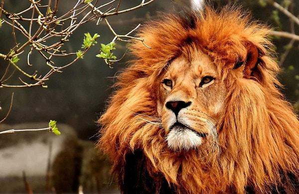 Rüyada Aslan Görmek: Güçler Dengesi Değişecek Ormanın Kralı Belli Olacak