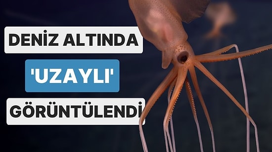 Atlas Okyanusu'nda Nadir Görülen 'Bigfin Kalamarı' Görüntülendi